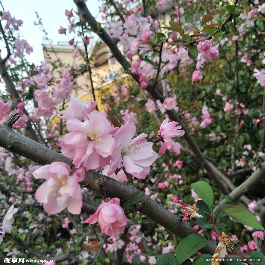桃花树