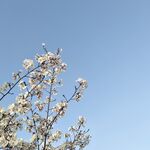 春天的桃花