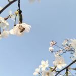 蜜蜂采花蜜