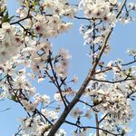 桃花树
