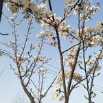 桃花树