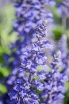 薰衣草