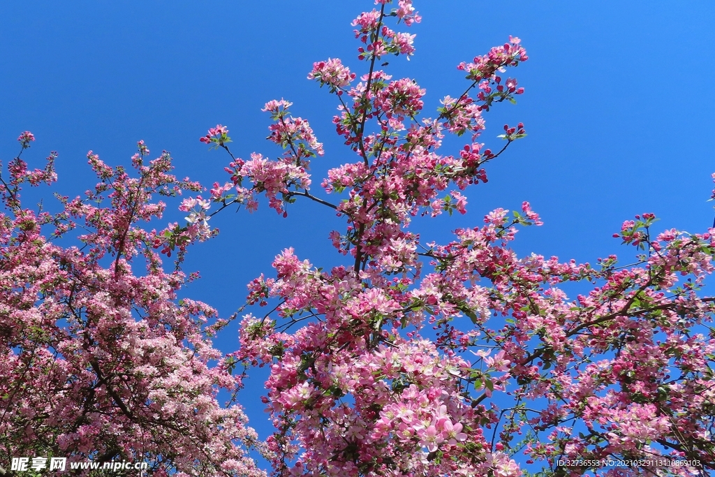 樱花树