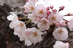 日本樱花