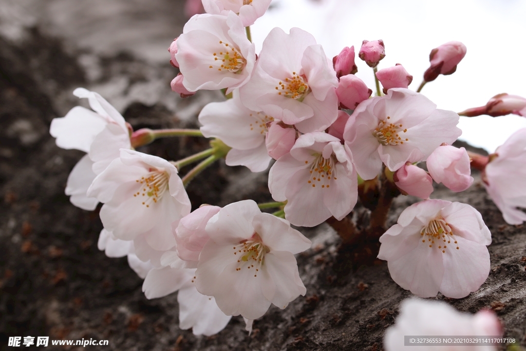 日本樱花