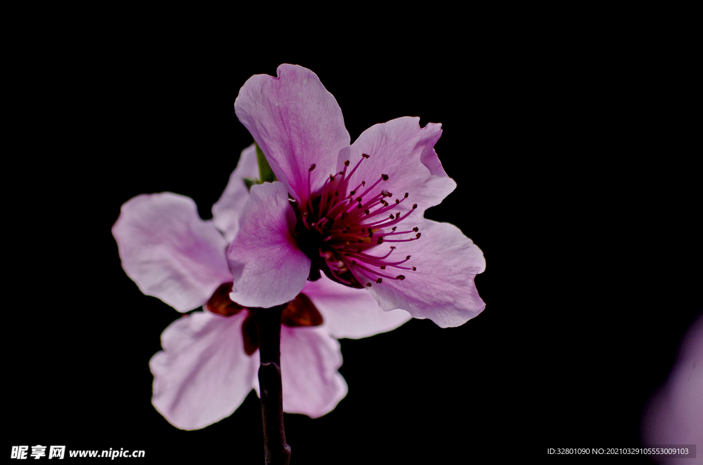 桃花