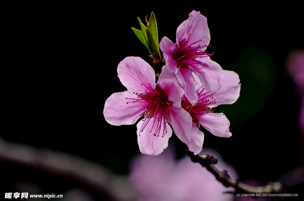 桃花