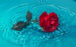 水中的玫瑰花动态循环素材