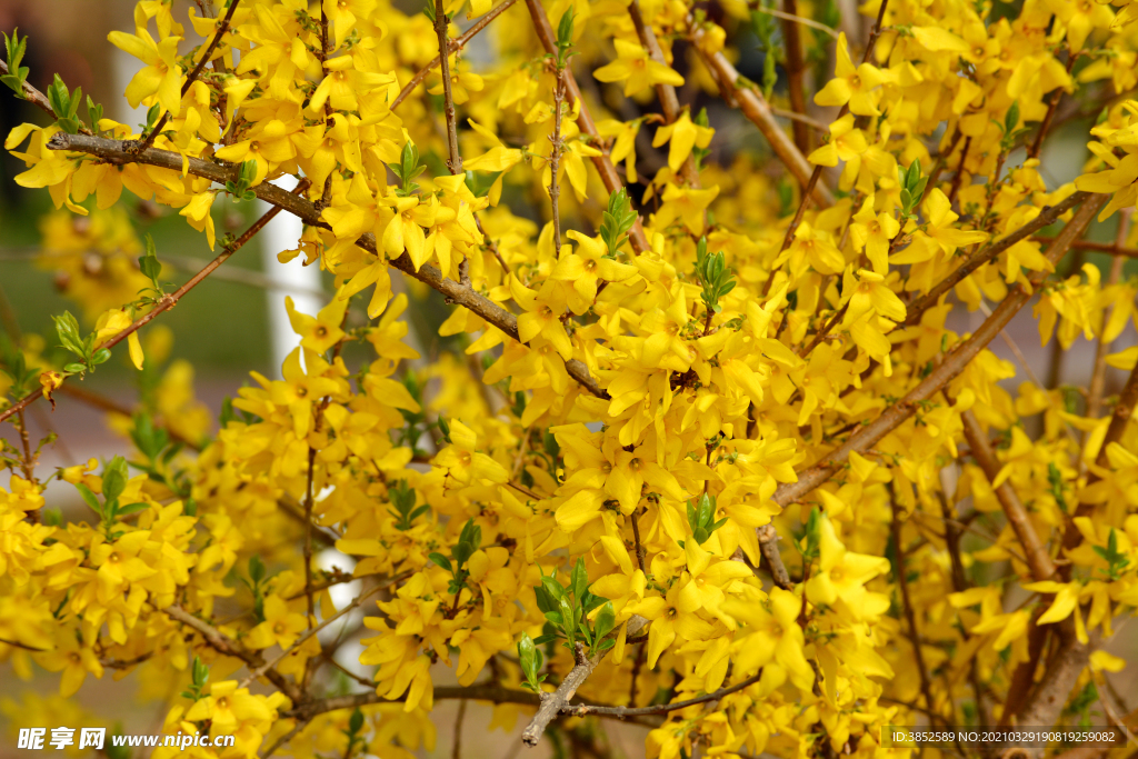 微距迎春花特写