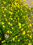 油菜花田摄影