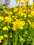 微距油菜花 油菜花田特写