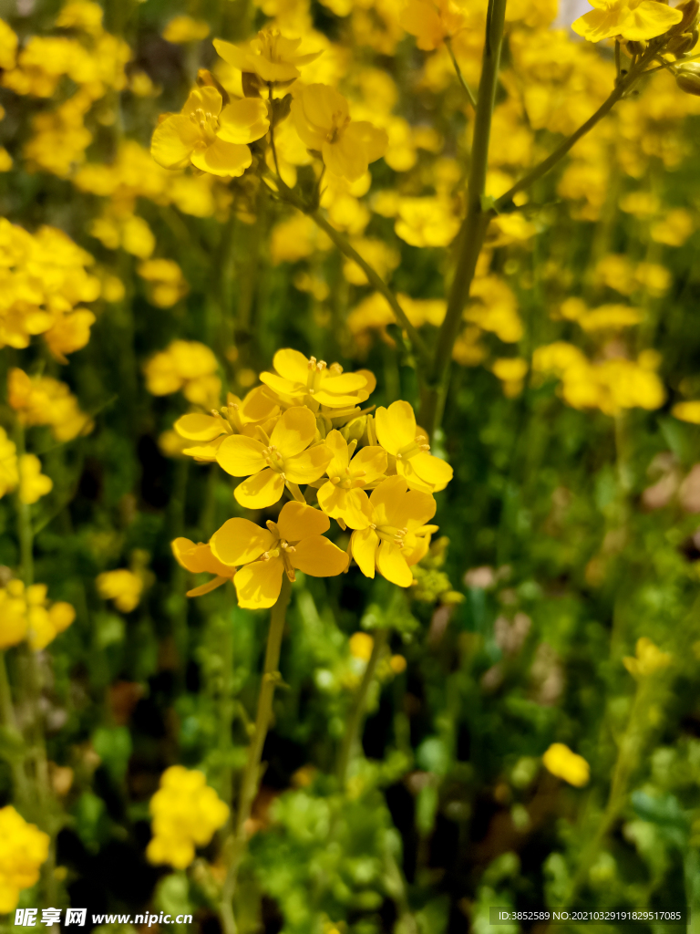 微距油菜花 油菜花田特写