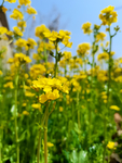微距油菜花 油菜花田特写
