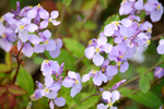 欧亚香花芥蓝香芥蓝色紫色花束