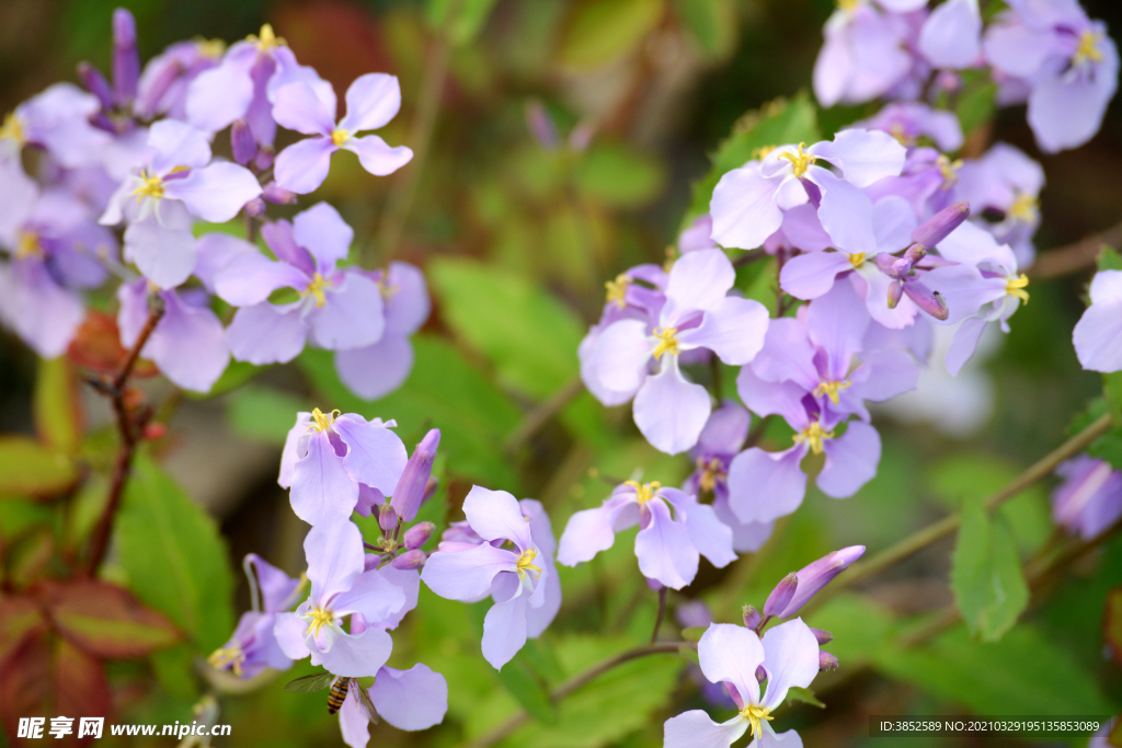 欧亚香花芥蓝香芥蓝色紫色花束