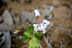 欧亚香花芥蓝香芥蓝色紫色花束