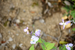 欧亚香花芥蓝香芥蓝色紫色花束