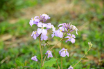 欧亚香花芥蓝香芥蓝色紫色花束