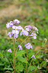 欧亚香花芥蓝香芥蓝色紫色花束