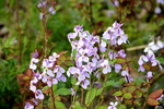 欧亚香花芥蓝香芥蓝色紫色花束