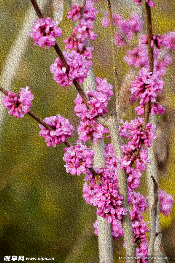 春天紫荆花紫色花串油画效果