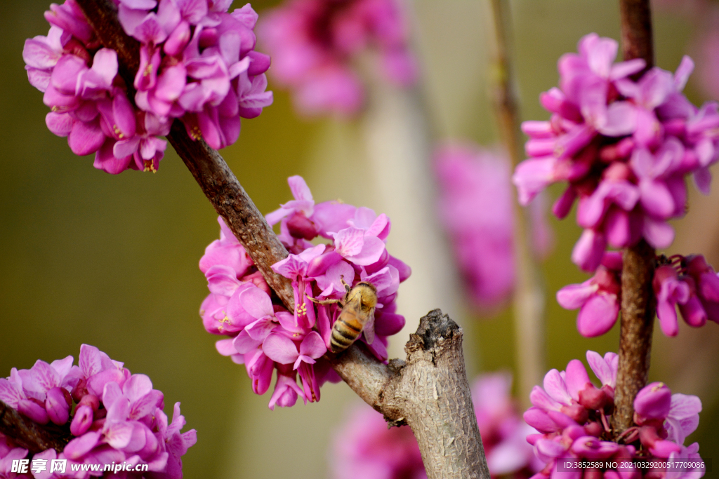 春天盛开紫荆花紫色花串