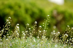 春天野花 白色荠菜花