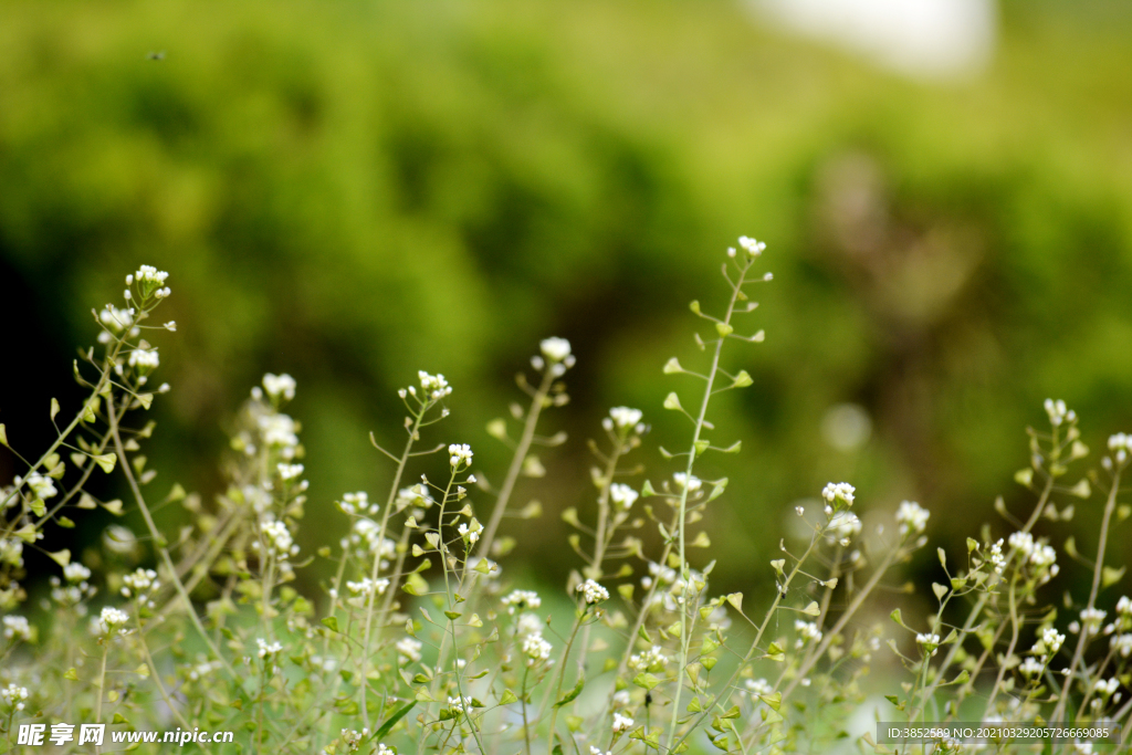 春天野花 白色荠菜花