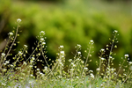 春天野花 白色荠菜花