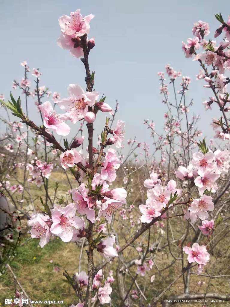 桃花
