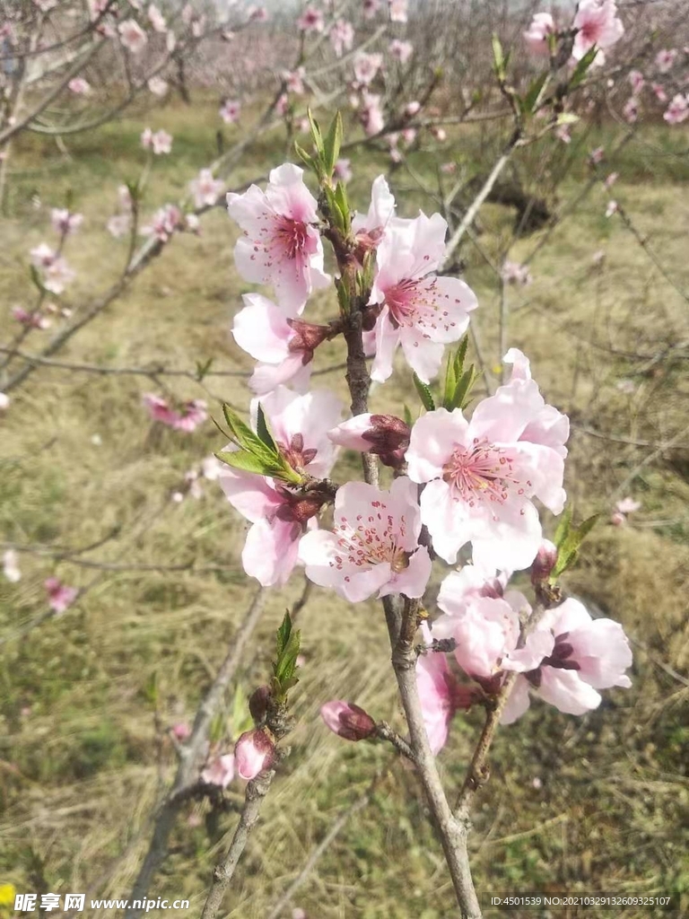 桃花