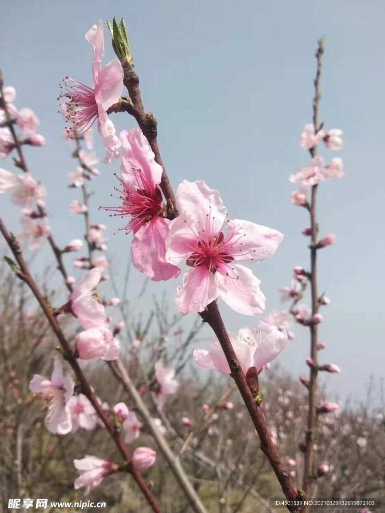 桃花朵朵