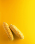 玉米棒两黄底