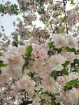 海棠花