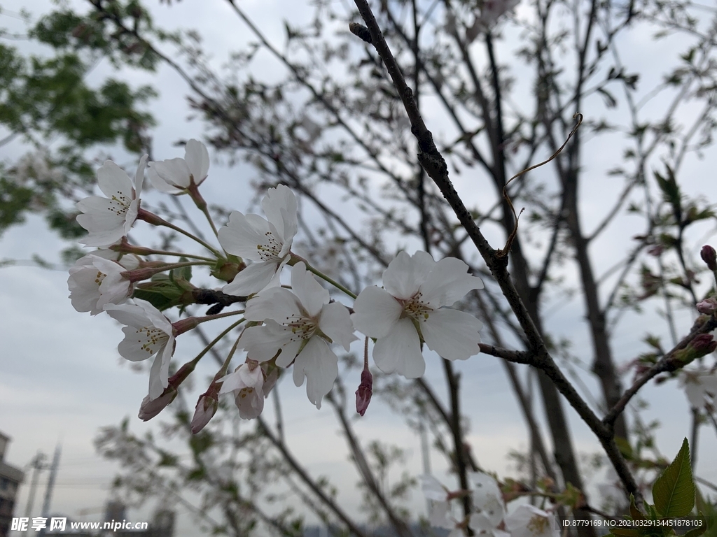 春暖花开