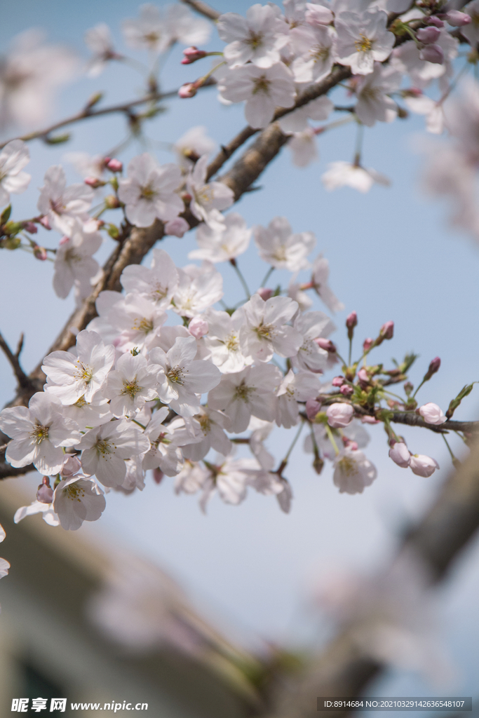 樱花