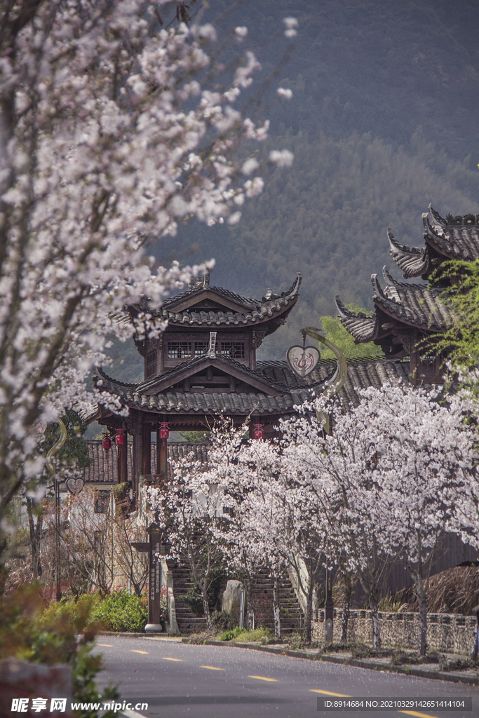 樱花 古建筑