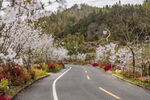 樱花 樱花道  道路  花路