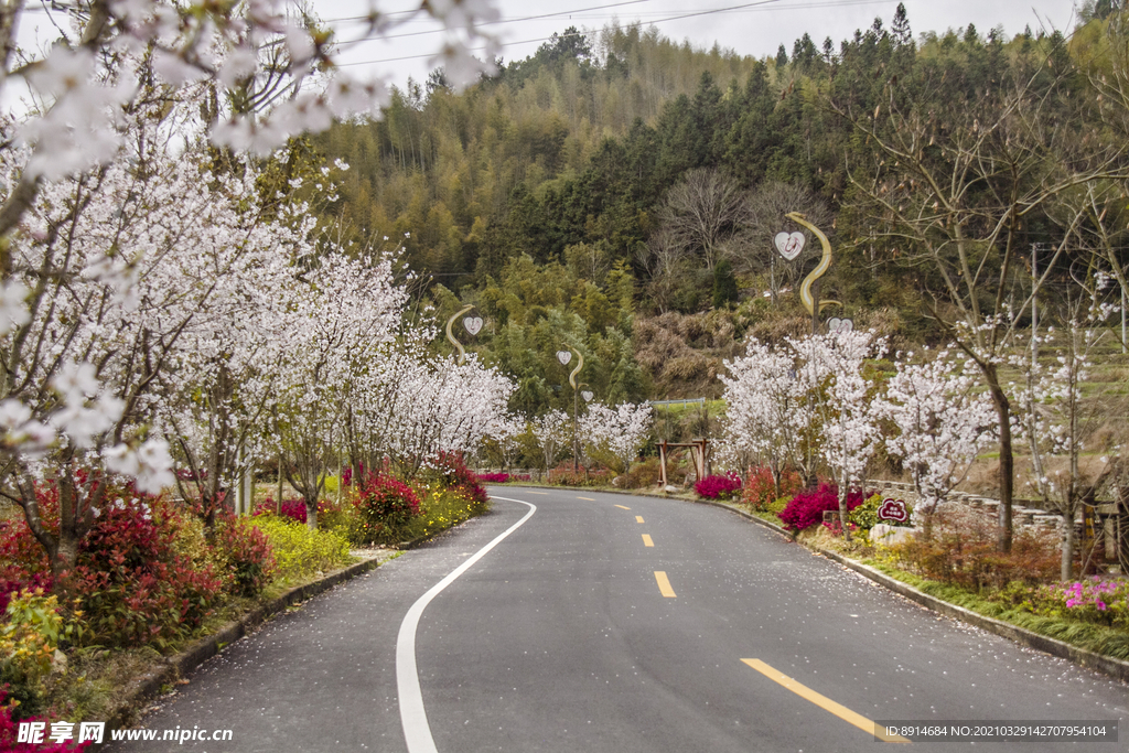 樱花 樱花道  道路  花路