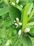橘子花