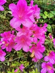 杜鹃花