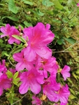 杜鹃花