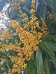 芒果
