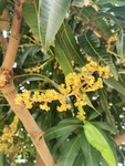 芒果