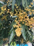 芒果
