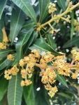 芒果