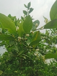 橘子花