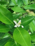 橘子花