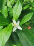 橘子花