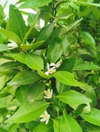 橘子花
